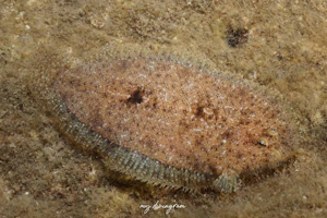 ムスメウシノシタ