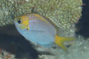 アルファスズメダイ