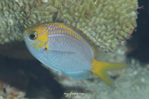 アルファスズメダイ