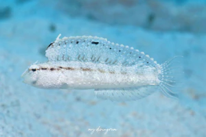 カザハナニジギンポ