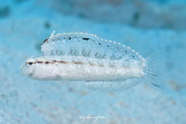 カザハナニジギンポ