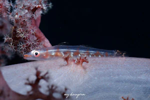 オオガラスハゼ