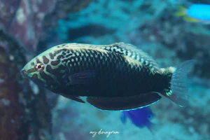 セジロノドグロベラ