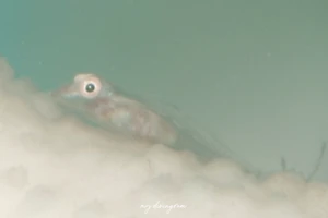 ハシブトウミタケハゼ