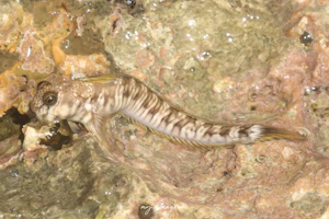 タマカエルウオ
