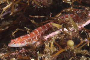 カズナギ属未同定種