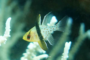 マンジュウイシモチ