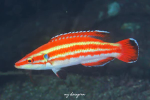 シマキツネベラ