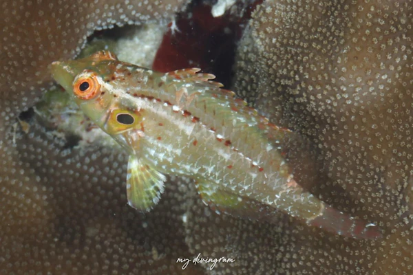 キツネオハグロベラ