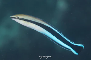 ニセクロスジギンポ