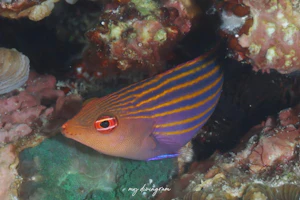 ニセモチノウオ