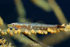 スジグロガラスハゼ