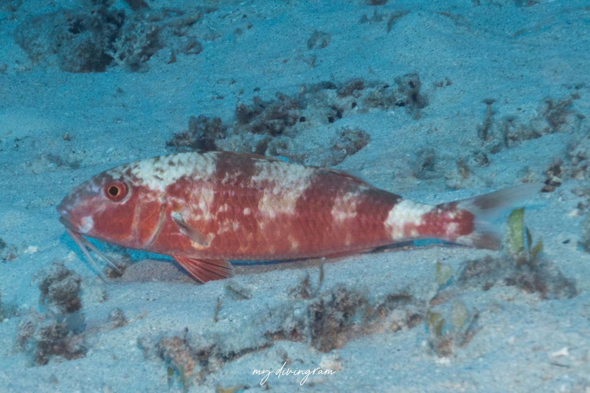 リュウキュウアカヒメジ