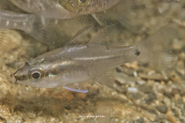 サンギルイシモチ