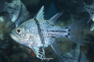 ホソスジマンジュウイシモチ