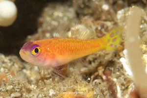 ダイトクベニハゼ