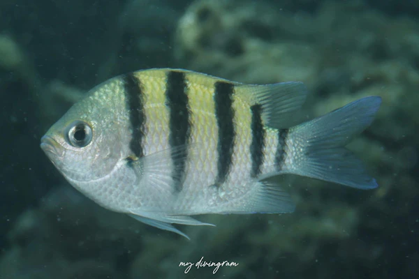 シリテンスズメダイ