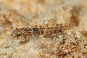 アシナガシマイソハゼ