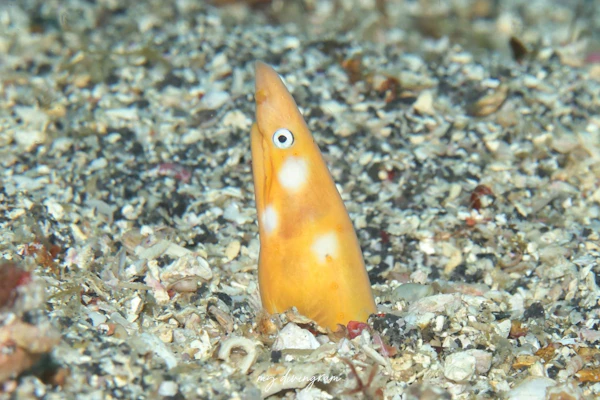 ホオジロゴマウミヘビ