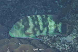 ミツバモチノウオ