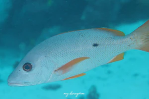 イッテンフエダイ