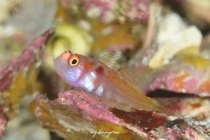 カタボシニシキベニハゼ