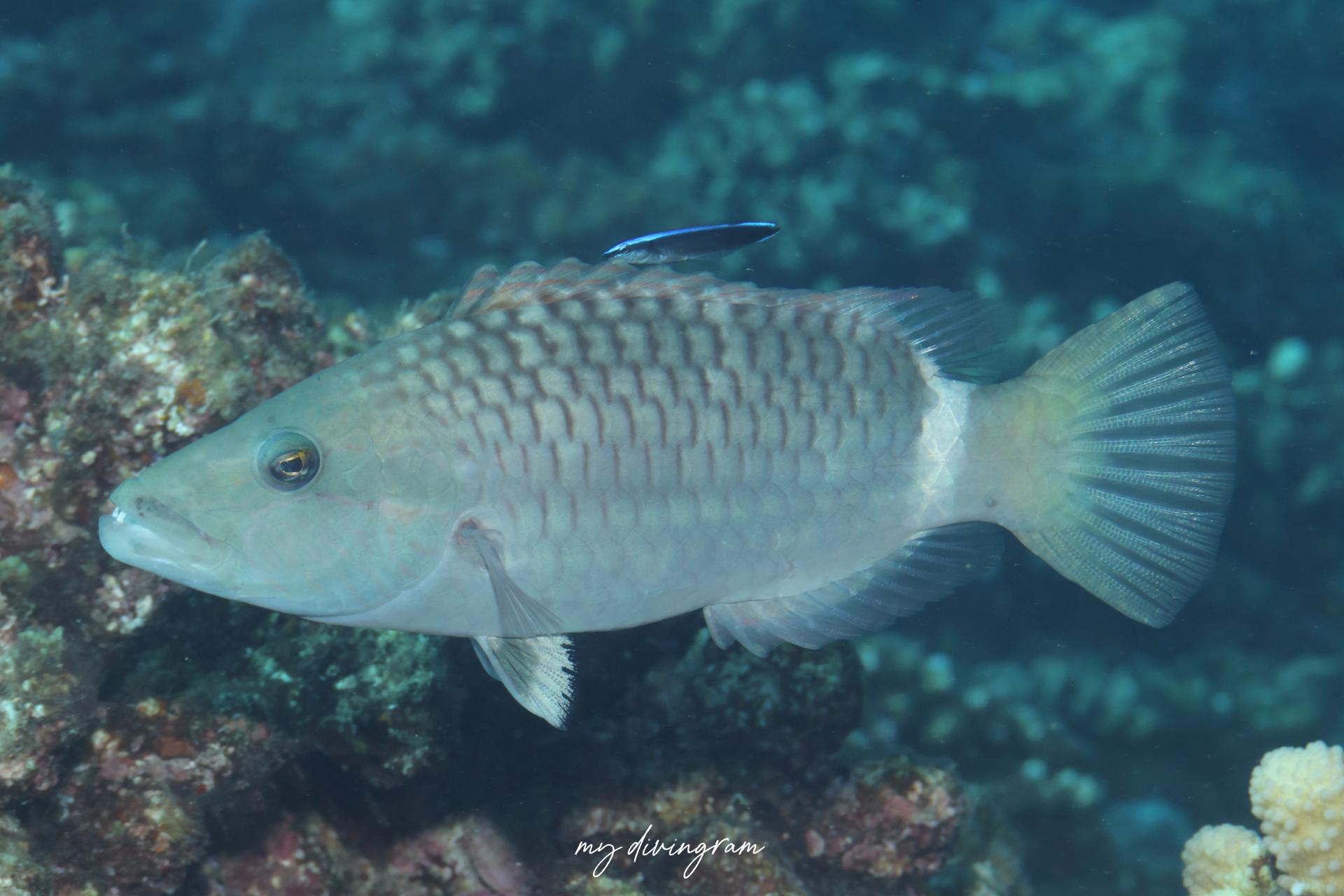 ヒトスジモチノウオ