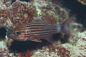 リュウキュウヤライイシモチ