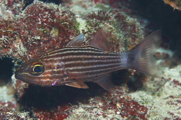 リュウキュウヤライイシモチ