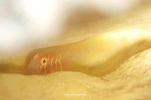 アワイロコバンハゼ