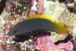 ホシニセスズメ