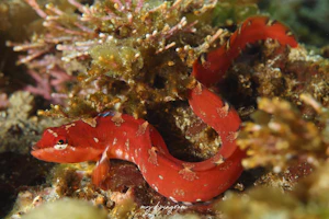 コモンイトギンポ