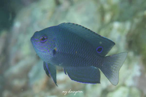 ナガサキスズメダイ