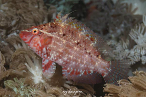 タヌキオハグロベラ