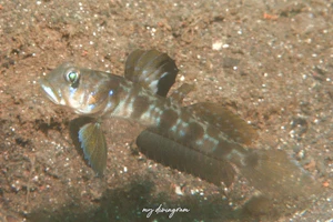 ゼータサルハゼ