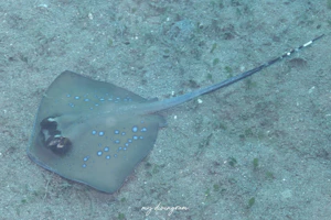 ブルースポッテッドマスクレイ