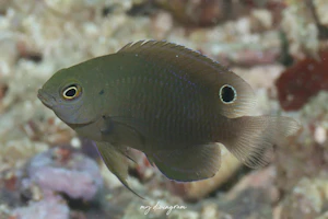 ミナミイソスズメダイ