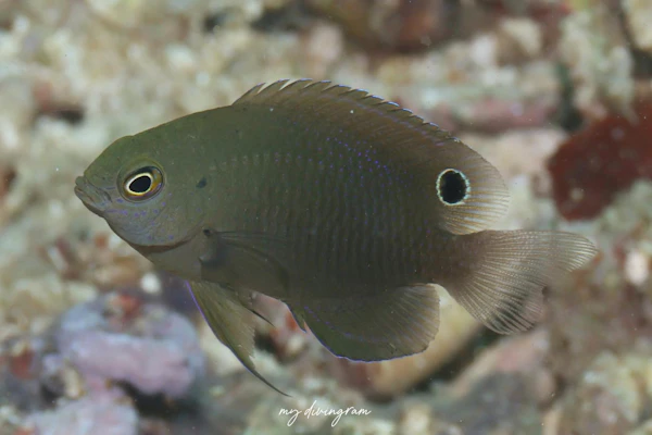 ミナミイソスズメダイ