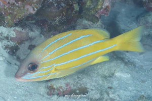 ロクセンフエダイ