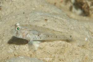 ノコギリホシハゼ