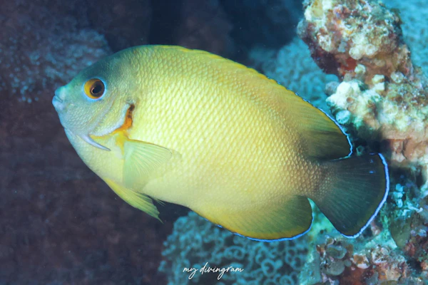 コガネヤッコ×ナメラヤッコ