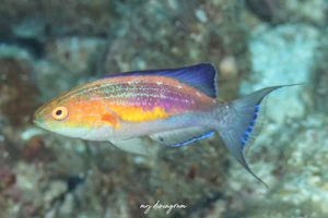 ツキノワイトヒキベラ