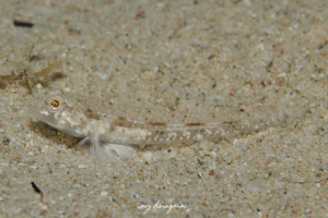 ユカタハゼ属の1種A