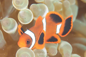 スパインチークアネモネフィッシュ