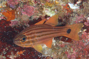 コスジイシモチ