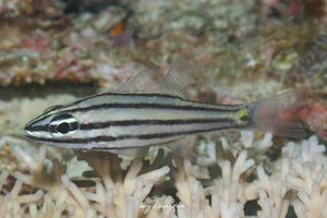 ヤライイシモチ