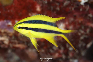 ヒレナガスズメダイ