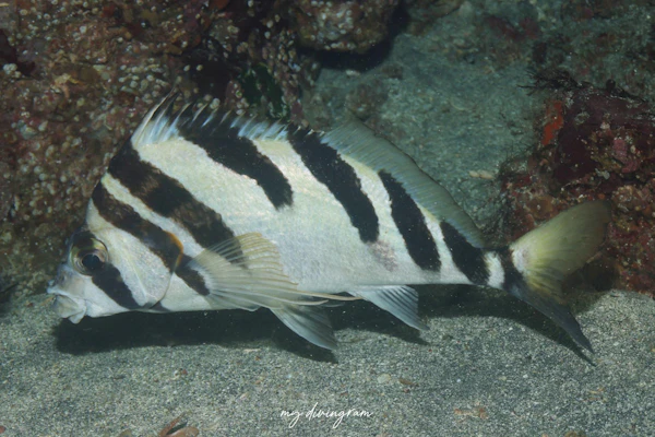 ユウダチタカノハ