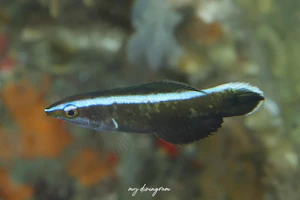 ソメワケベラ属の1種