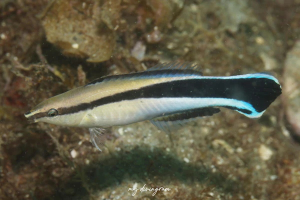 ホンソメワケベラ